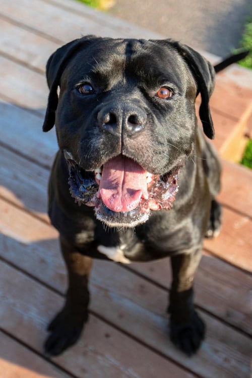 AZA - Cane Corso Mastiff for adoption in Duluth