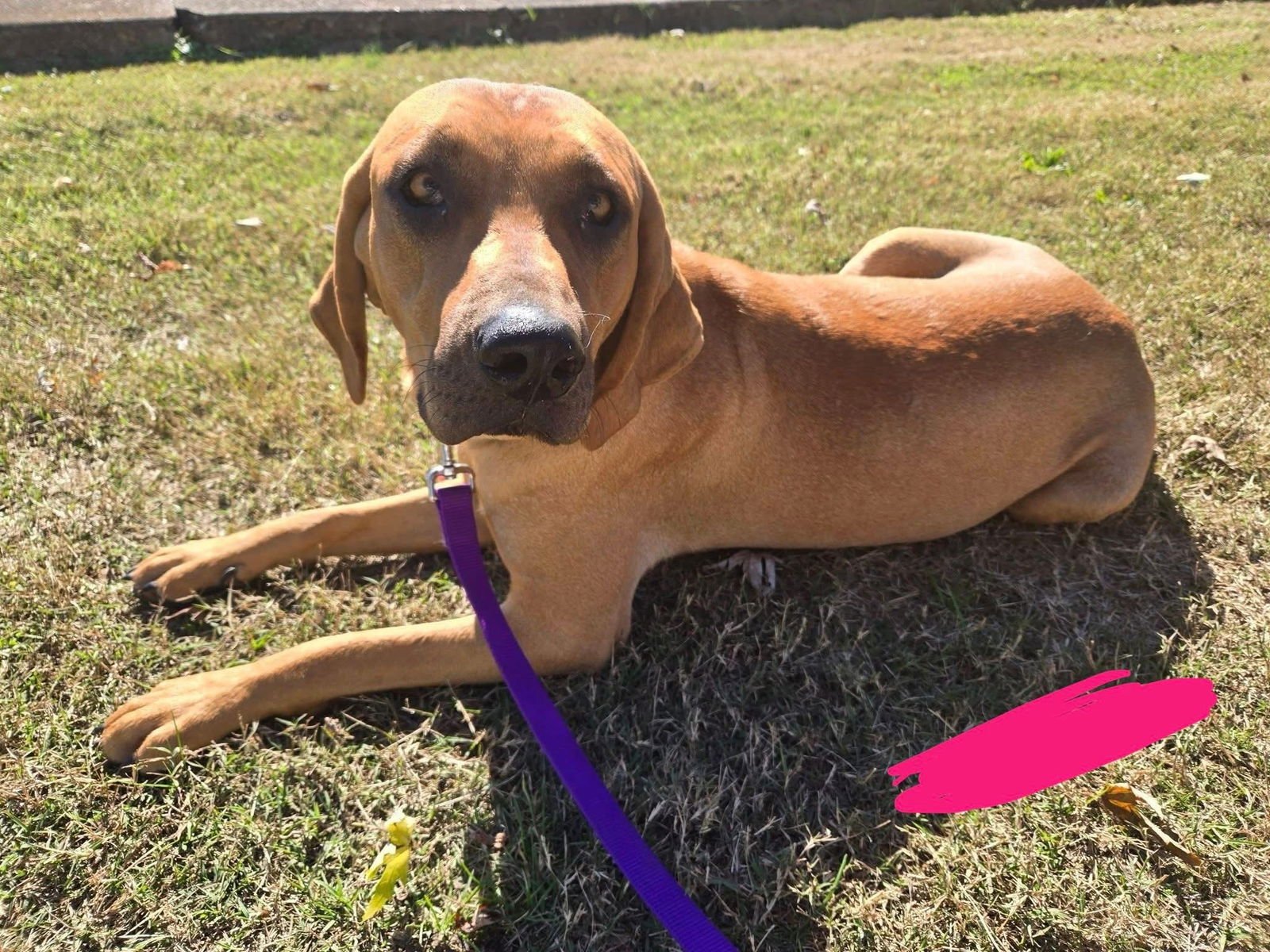 DAISY - Treeing Walker Coonhound available for adoption