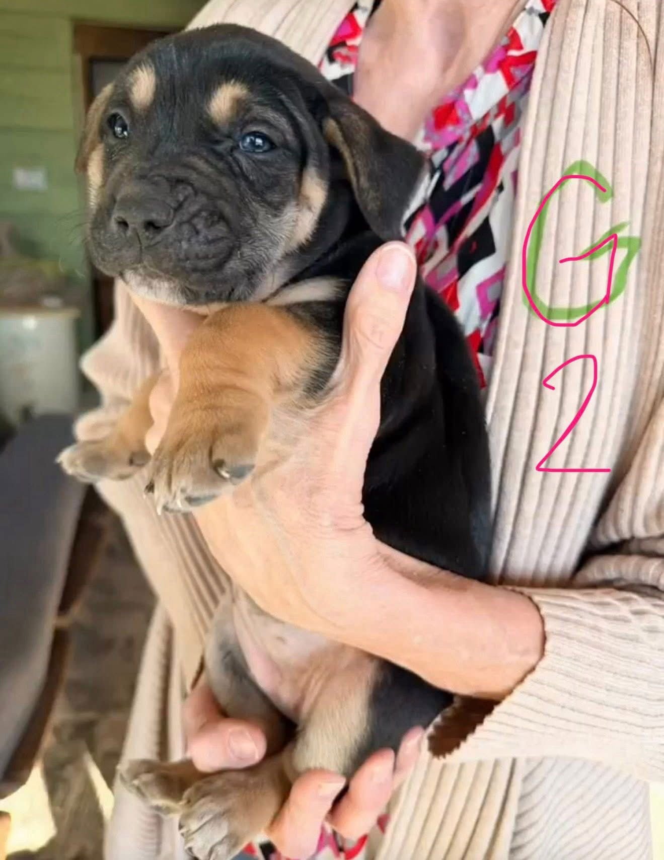 JWOWW - Shepherd available for adoption