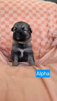 Alpha - Photo 2