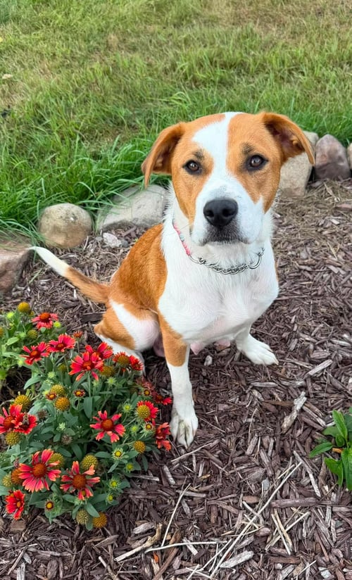 MAMA NOVA SKY - Labrador Retriever / Pit Bull Terrier available for adoption