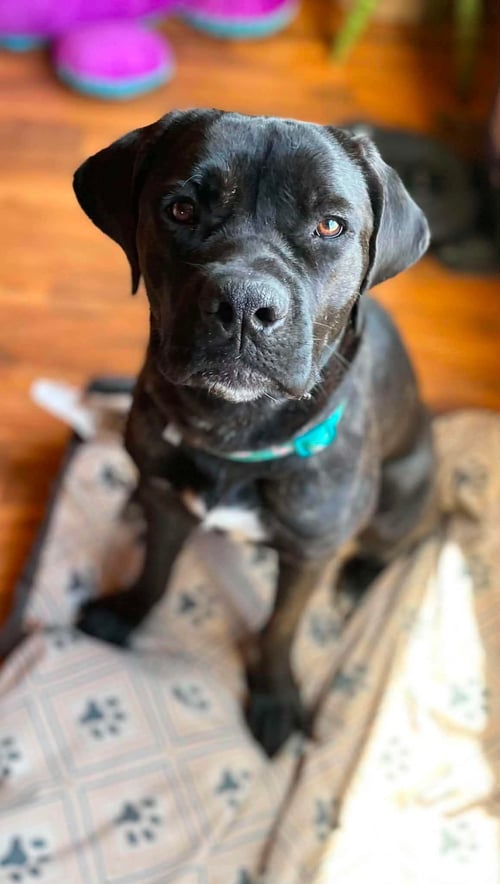 LEXUS - Retriever / Cane Corso Mastiff available for adoption