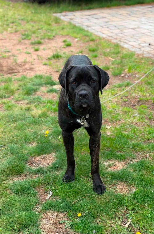 LEXUS - Retriever / Cane Corso Mastiff available for adoption