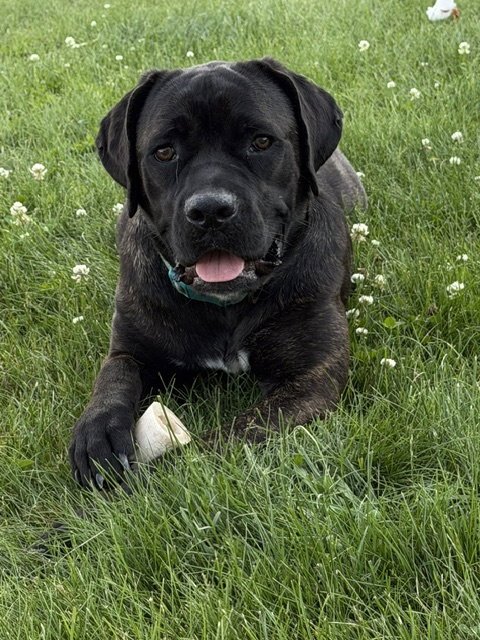 LEXUS - Retriever / Cane Corso Mastiff for adoption in Duluth