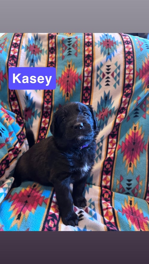 KASEY - Labrador Retriever / Flat-coated Retriever for adoption in Duluth