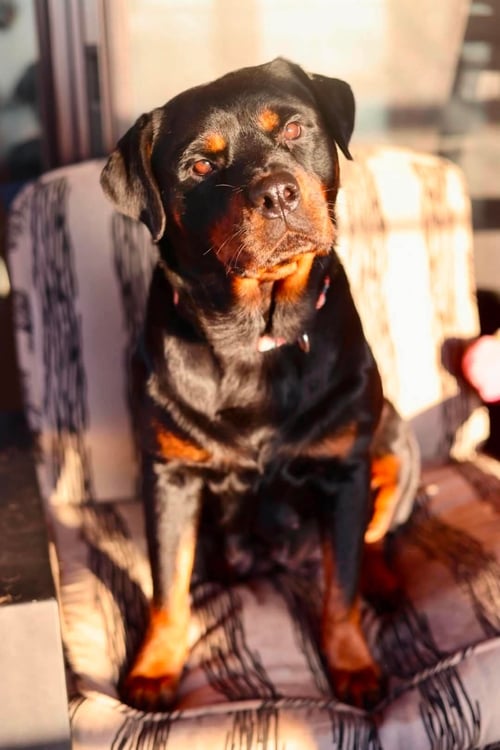 BELLA - Rottweiler for adoption in Duluth