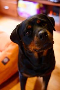 Bella - Photo 3