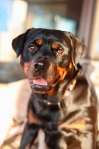 Bella - Photo 2
