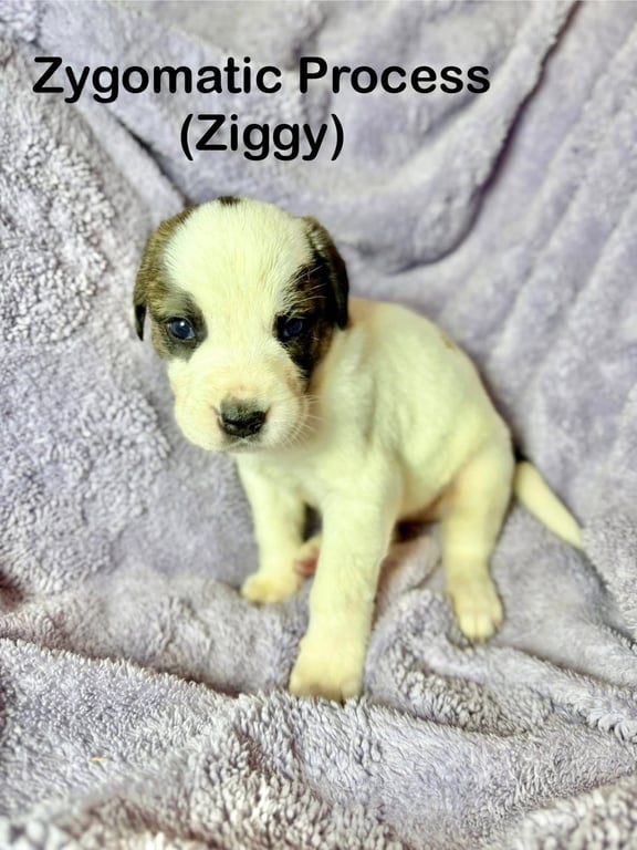 Ziggy Image
