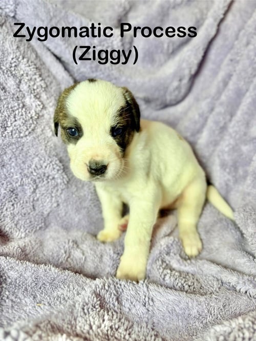 ZIGGY - Unknown for adoption in Duluth