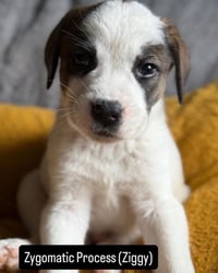 Ziggy - Photo 2