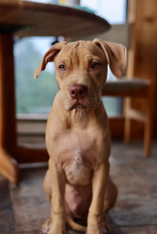 BOLT - American Pit Bull Terrier / American Staffordshire Terrier for adoption in Duluth