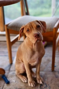 Bolt - Photo 2