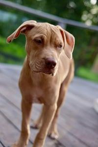 Bolt - Photo 3