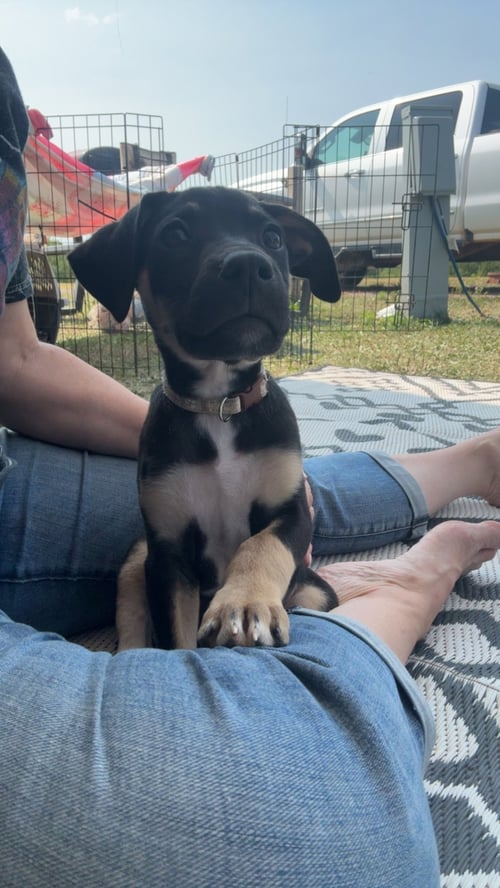 MONTE CRISTO - Terrier for adoption in Duluth