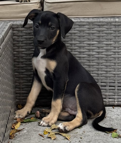 MONTE CRISTO - Terrier available for adoption