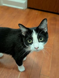 Mrs. Claws - Photo 2