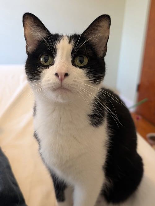 MRS. CLAWS - Domestic Short Hair for adoption in Duluth