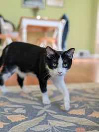 Mrs. Claws - Photo 3