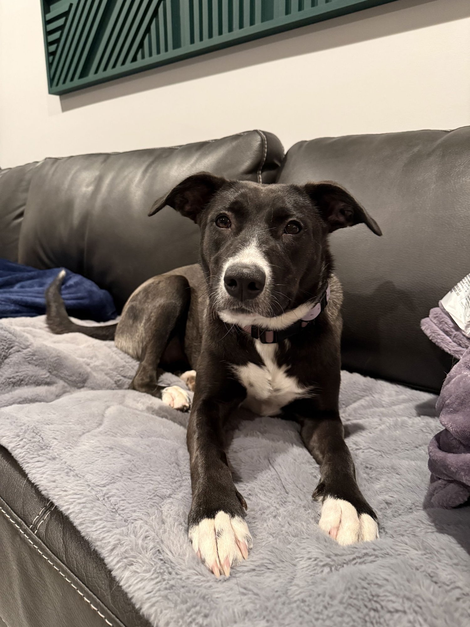 PEPPER - Border Collie available for adoption