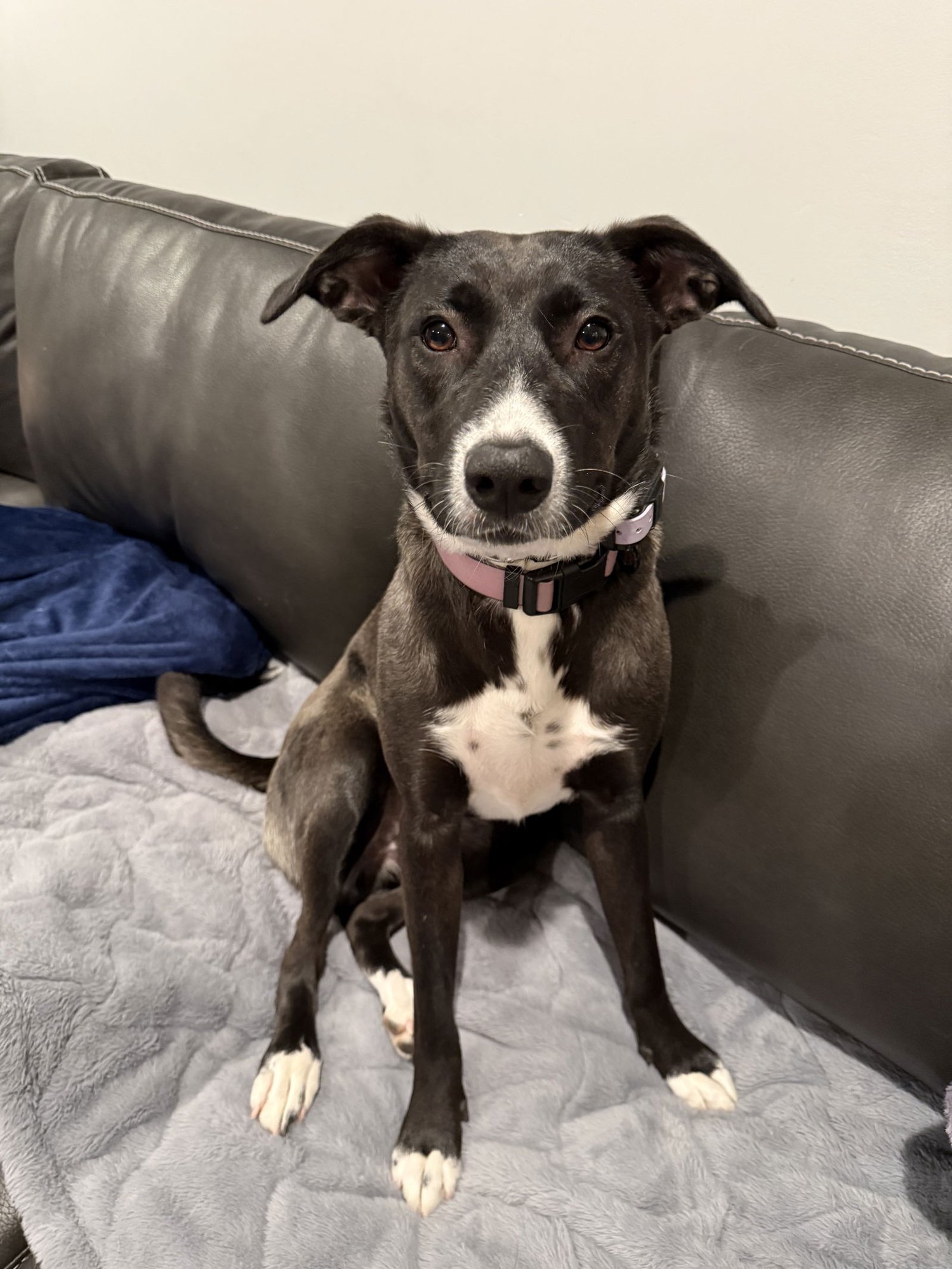 PEPPER - Border Collie available for adoption