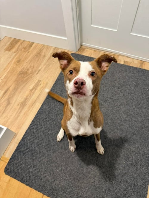 NELLIE - Terrier / Labrador Retriever for adoption in Duluth