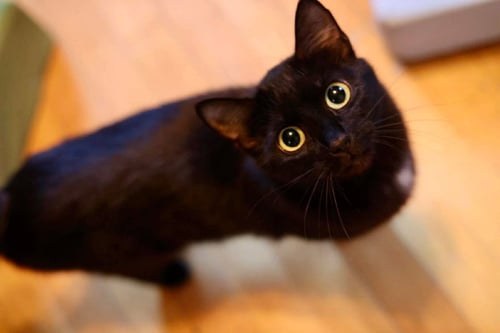 MAMA REGINA - Domestic Short Hair for adoption in Duluth