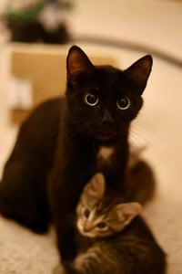 Mama Regina - Photo 2