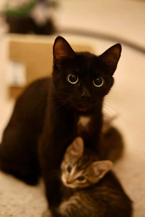 MAMA REGINA - Domestic Short Hair available for adoption