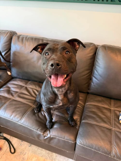 LILITH - American Staffordshire Terrier / Labrador Retriever for adoption in Duluth