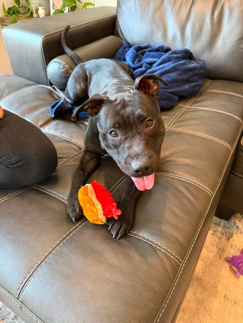 LILITH - American Staffordshire Terrier / Labrador Retriever available for adoption