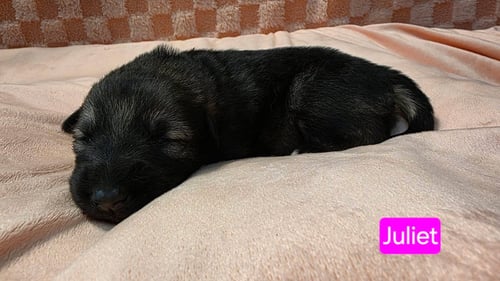 JULIET - Shepherd / American Pit Bull Terrier for adoption in Duluth