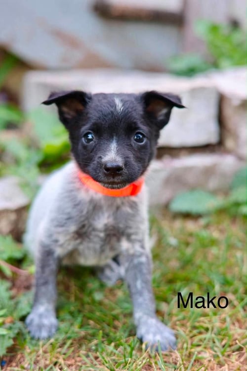 MAKO - Australian Cattle Dog/Blue Heeler for adoption in Duluth
