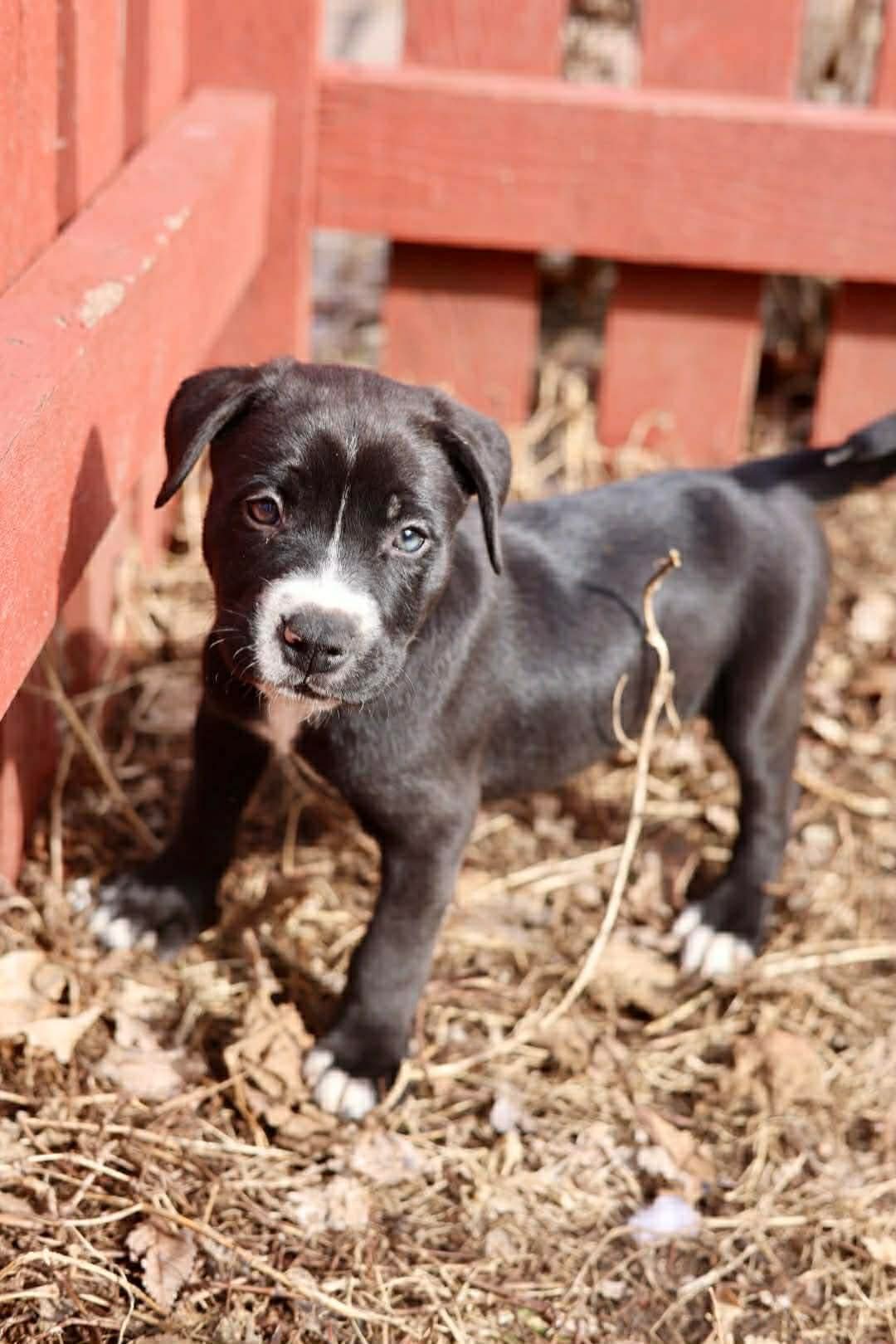 AXEL - American Staffordshire Terrier for adoption in Duluth
