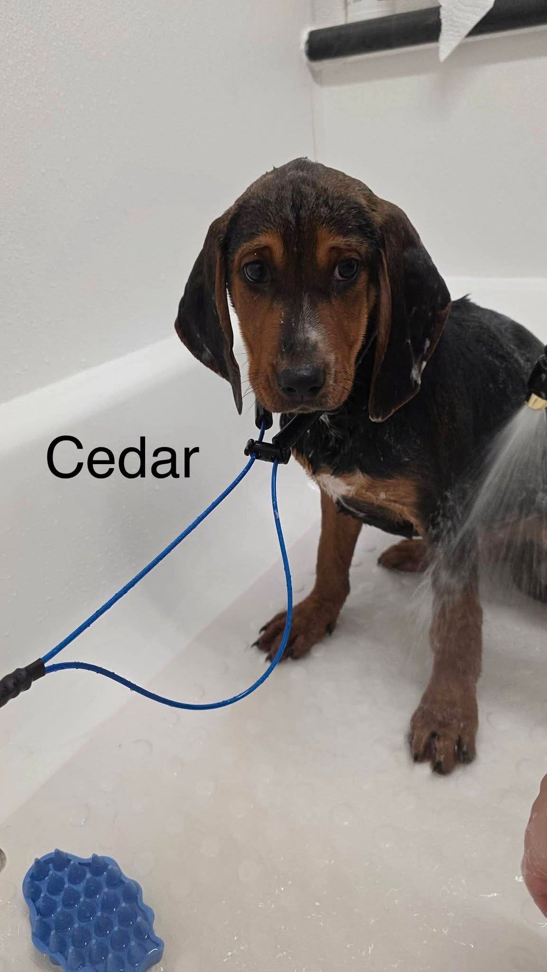 CEDAR - Coonhound available for adoption