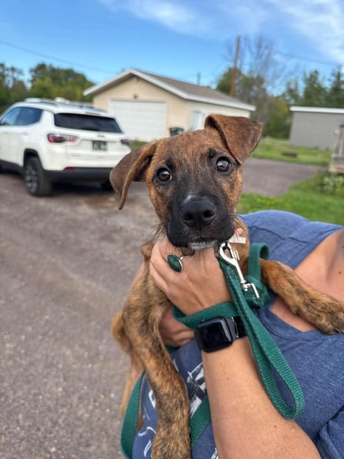 KOBE - Terrier available for adoption