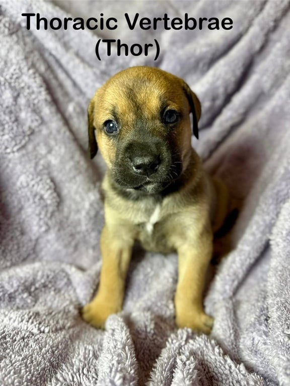 Thor Image