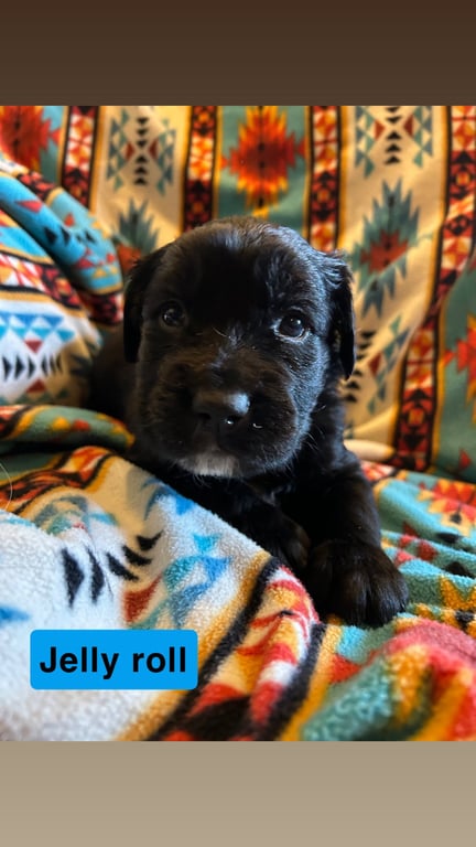 Jelly Roll Image