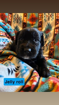Jelly Roll - Photo 1