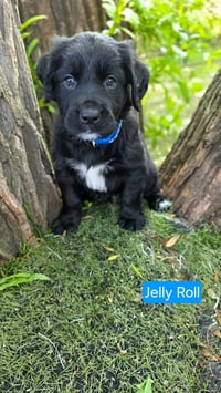 Jelly Roll - Photo 2