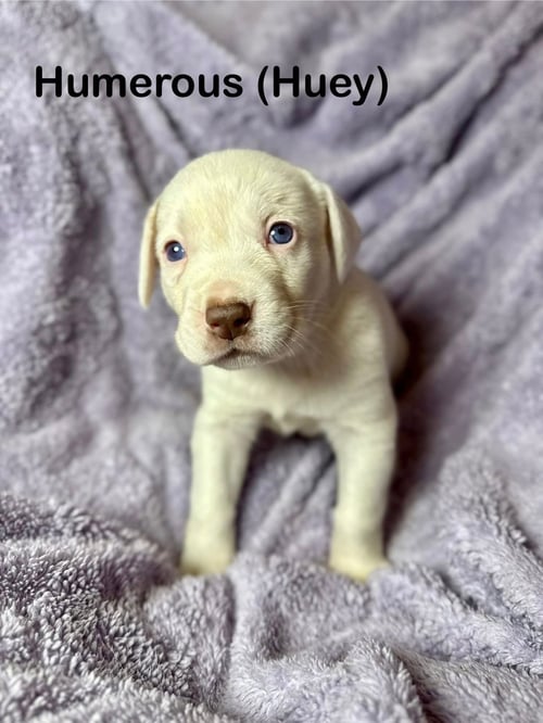 HUEY - Unknown for adoption in Duluth