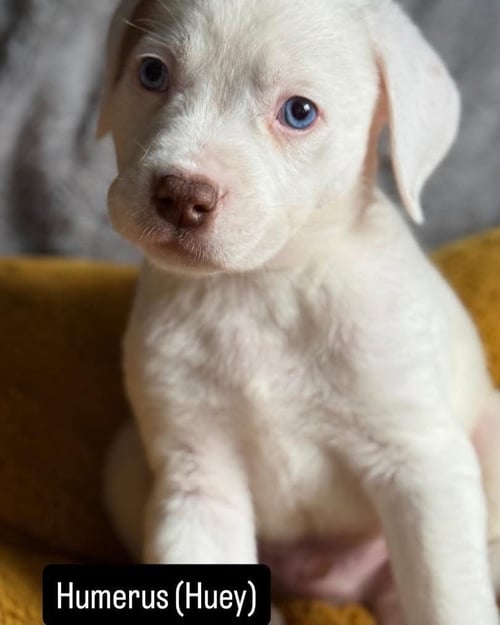 HUEY - Unknown available for adoption
