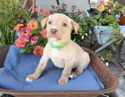 ALBERTVILLE - Labrador Retriever / Pit Bull Terrier for adoption in Duluth