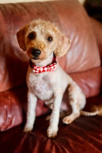 Teddy - Photo 2