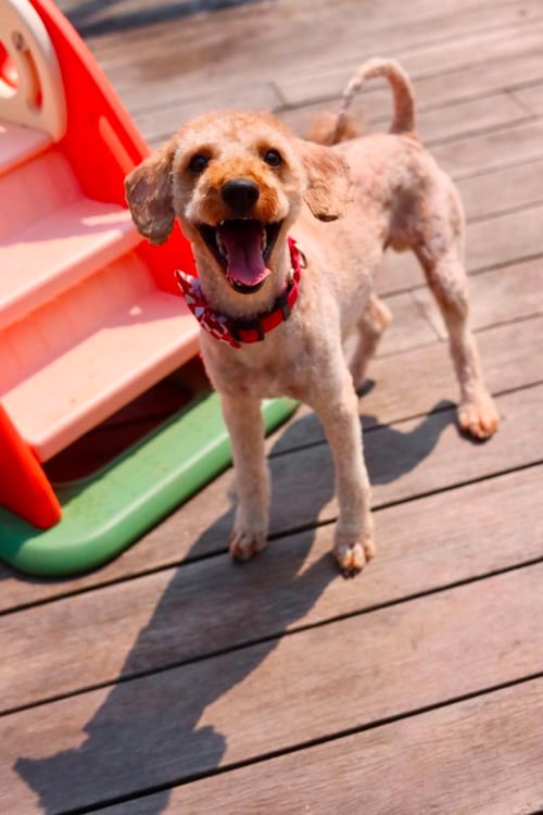 TEDDY - Cavalier King Charles Spaniel for adoption in Duluth