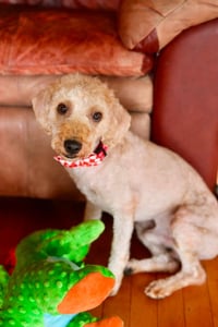 Teddy - Photo 3