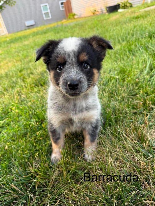 BARRACUDA - Australian Cattle Dog/Blue Heeler for adoption in Duluth