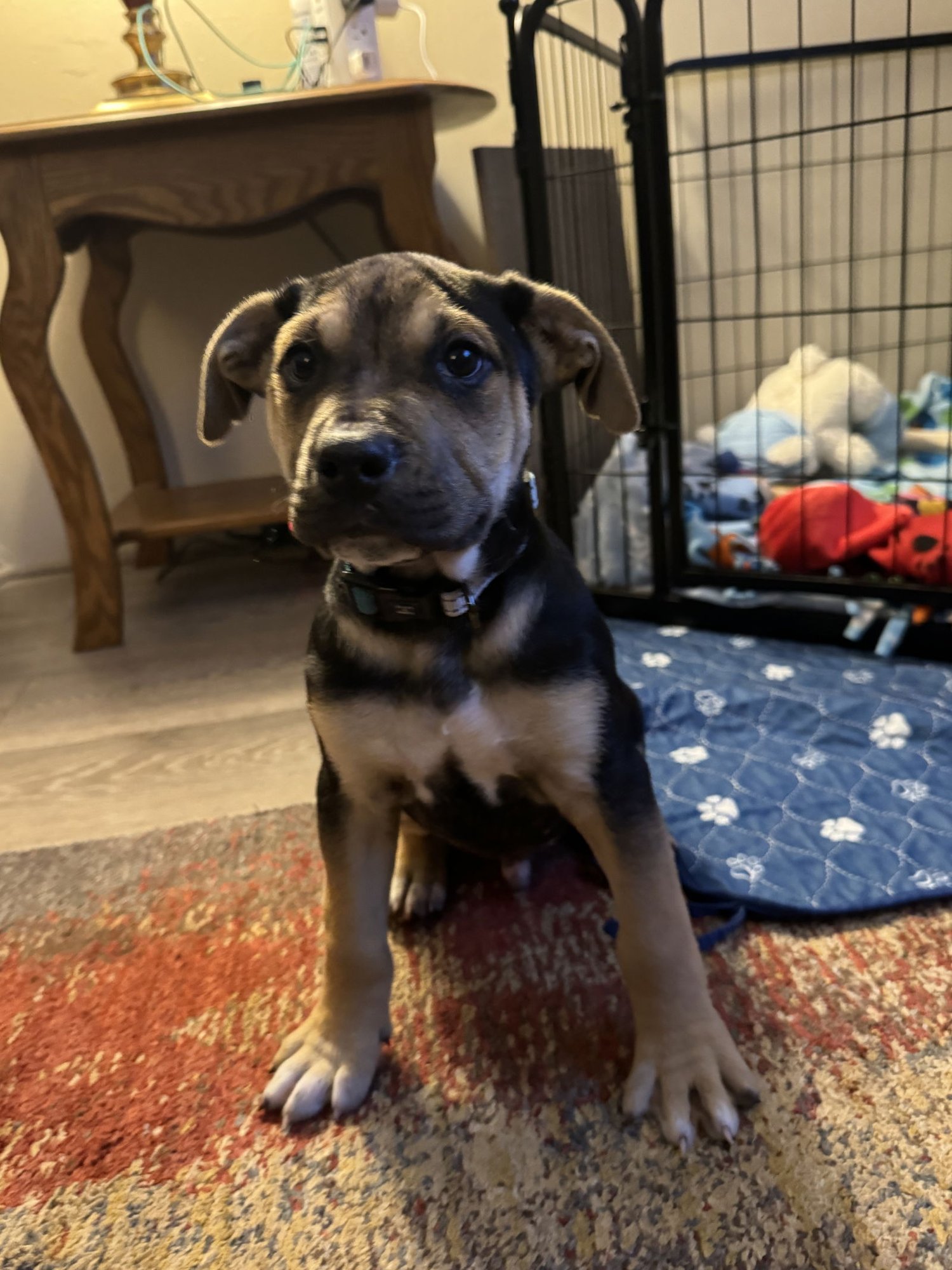 VINNYG - Shepherd / Mastiff available for adoption