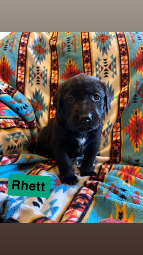 RHETT - Labrador Retriever / Flat-coated Retriever for adoption in Duluth