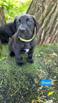 Rhett - Photo 2